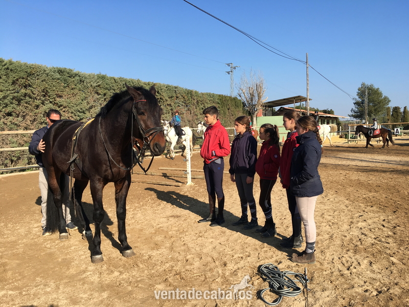Caballos Capados Oldenburgo - Vendo centro-europeo doma clasica