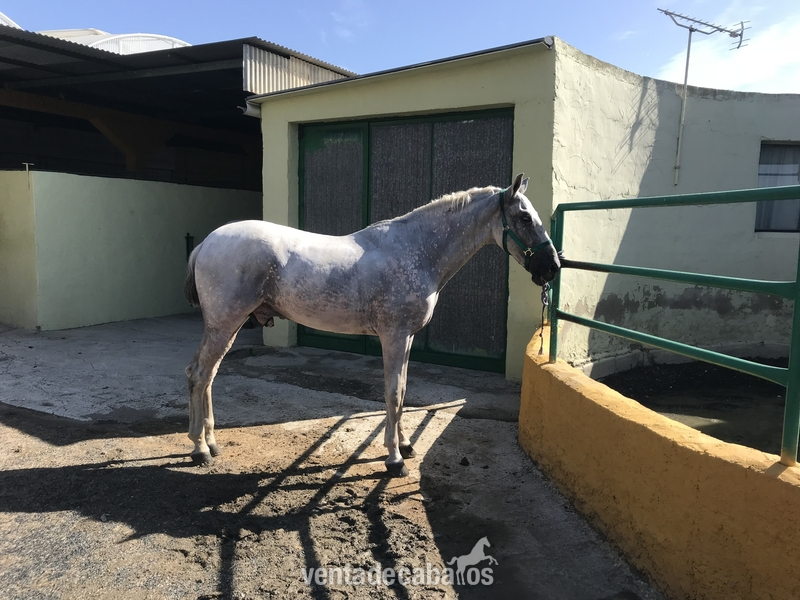 Cruzado {TYPE}