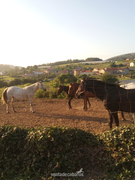 Yegua de salto - Busco/Cambio/Cedo Caballo Cruzada
