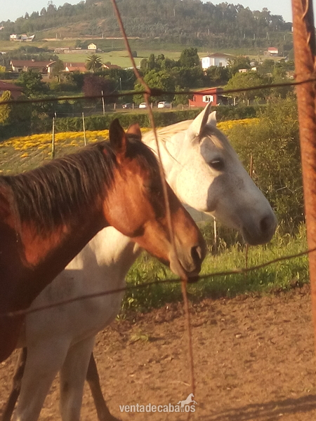 Yegua de salto - Busco/Cambio/Cedo Caballo