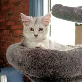 Se venden gatitos Maine Coon curiosos y extremadamente activos.