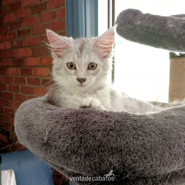 Se venden gatitos Maine Coon curiosos y extremadamente activos. in 