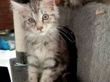 Se venden gatitos Maine Coon curiosos y extremadamente activos.