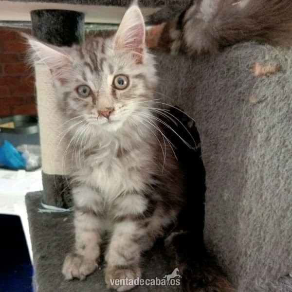 Se venden gatitos Maine Coon curiosos y extremadamente activos.