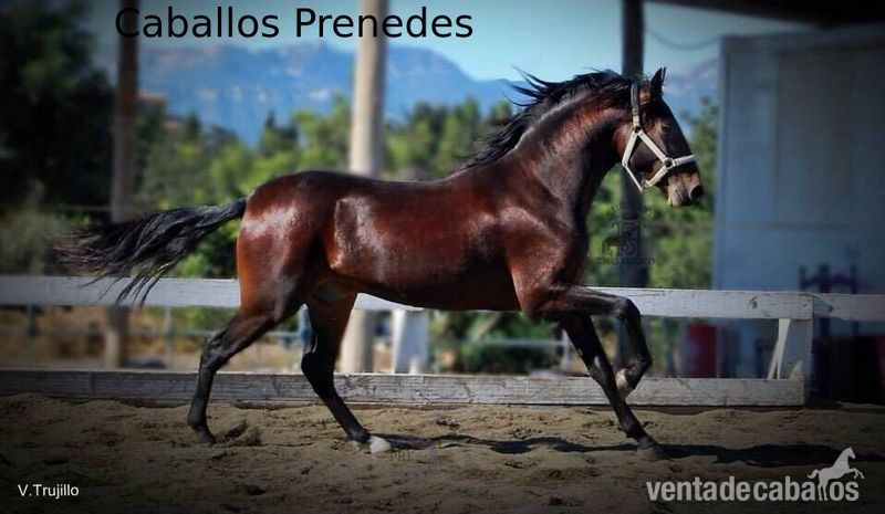 Potro PRE Sufridor de Oro in 