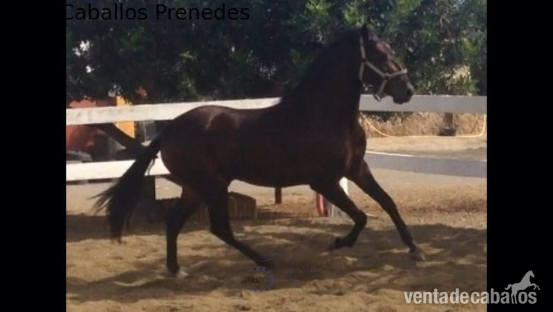 Pura Raza Española {TYPE}