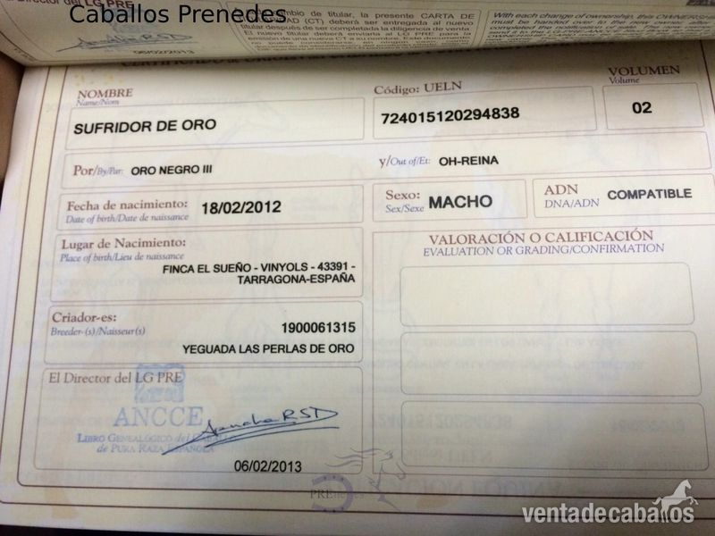 Caballos Pura Raza Española (P.R.E.) Pura Raza Española - Potro PRE Sufridor de Oro