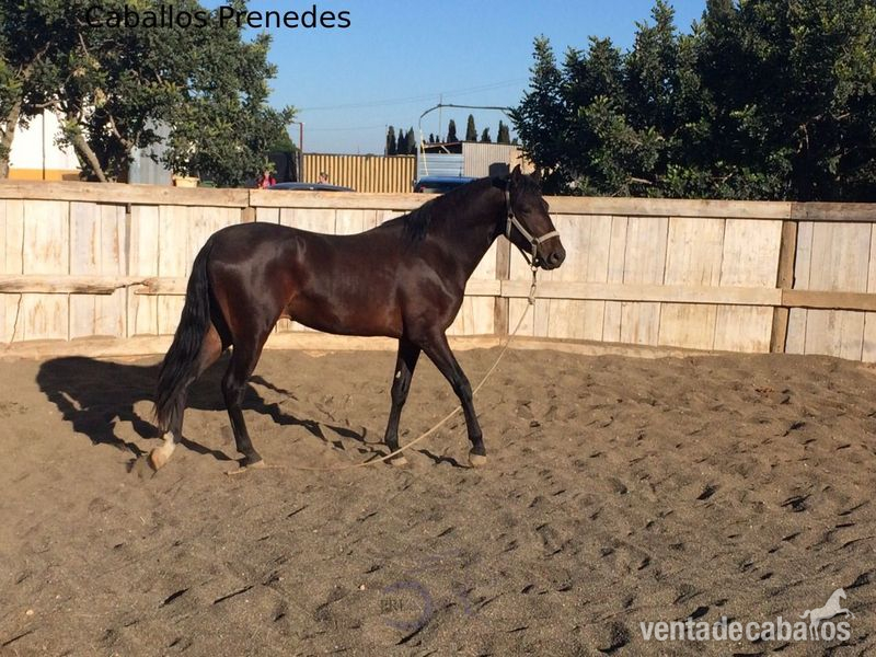 Potro PRE Sufridor de Oro - Caballos Pura Raza Española (P.R.E.) Pura Raza Española