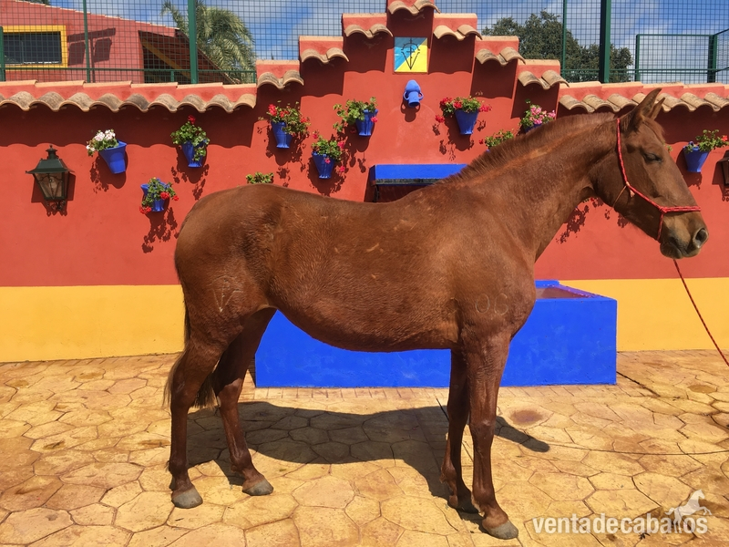 Venta de  dos yegua capa Alazan PRE in 