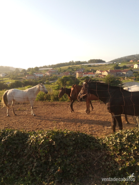 Yegua de salto - Busco/Cambio/Cedo Caballo Cruzada