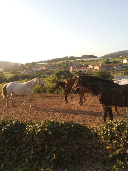 Yegua de salto - Busco/Cambio/Cedo Caballo Cruzada