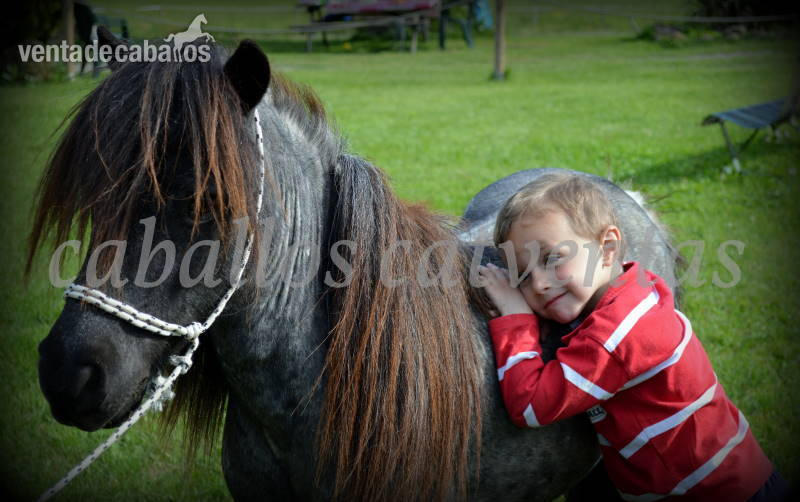 VENTA DE PONIS DE CONFIANZA  in 
