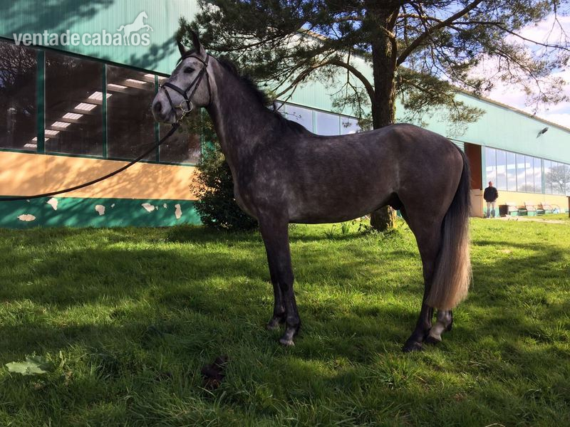 Caballo de Deporte Español (CDE)