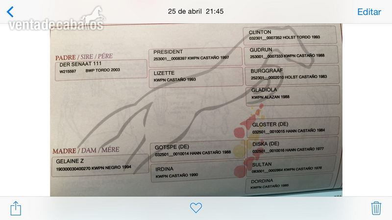 Caballo de Deporte Español (CDE) {TYPE}