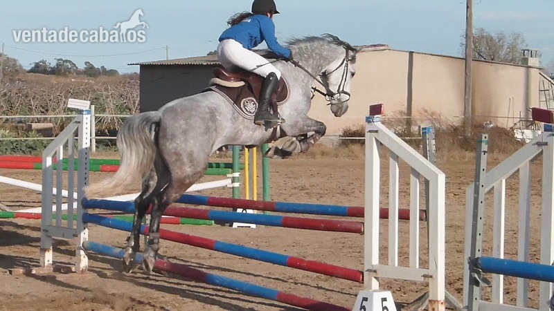 Cedo o comparto yegua de salto y TREC in 