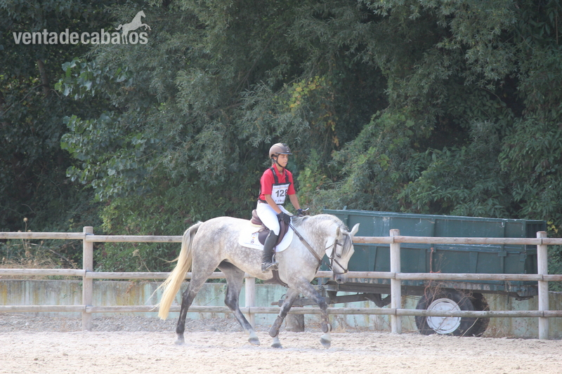 Caballo de Deporte Español (CDE)