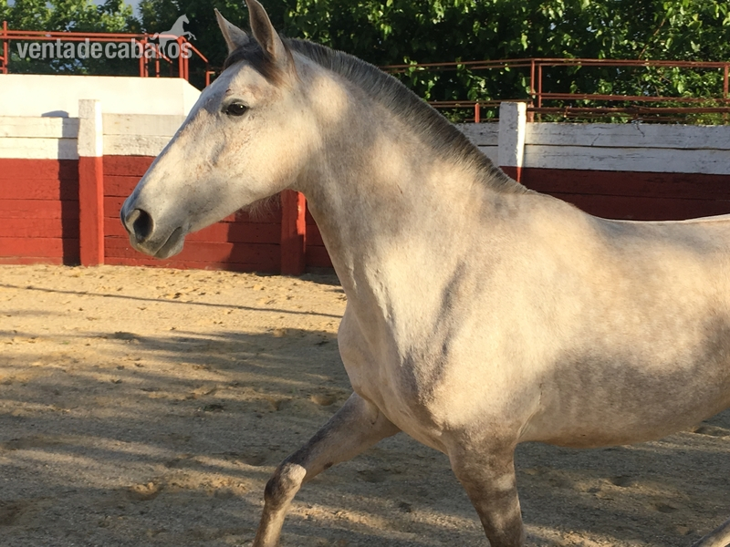 Pura Raza Española {TYPE}