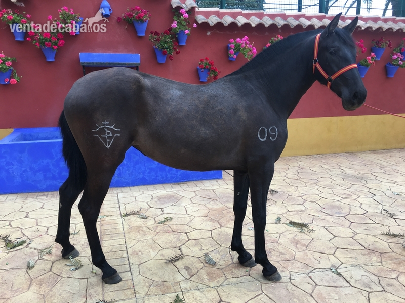 Potras Pura Raza Española - Se venden 3 potras dos de 1 año y otra de 2 años