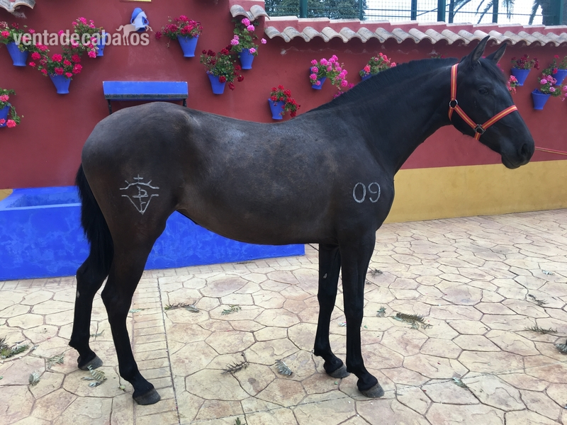 Se venden 3 potras dos de 1 año y otra de 2 años - Potras Pura Raza Española