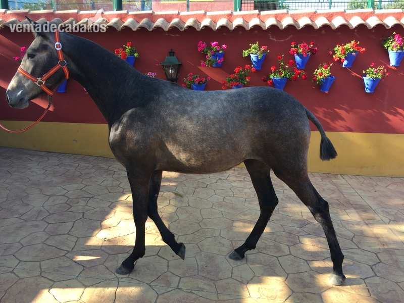 Se venden 3 potras dos de 1 año y otra de 2 años - Pura Raza Española