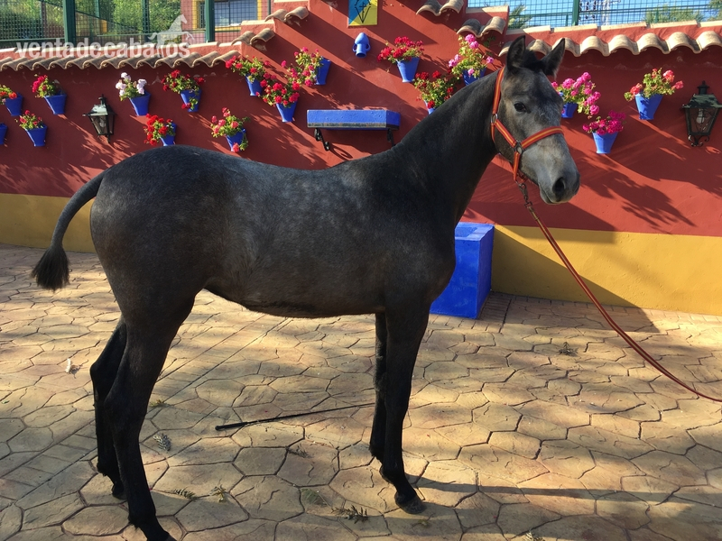 Se venden 3 potras dos de 1 año y otra de 2 años - Potras