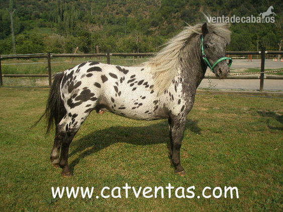 Ponis en venta !! in 