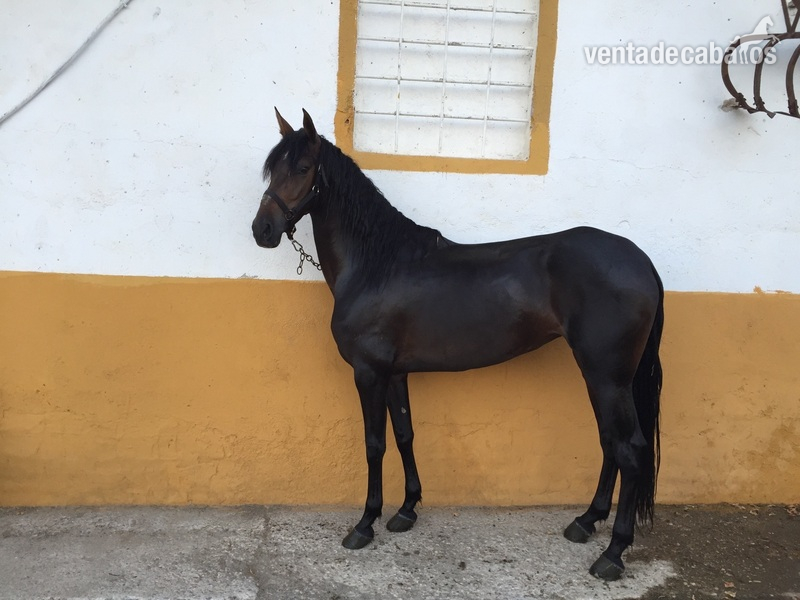 Vendo yegua PRE escalera de 5 años in 