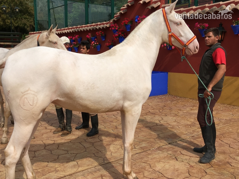 Lusitano