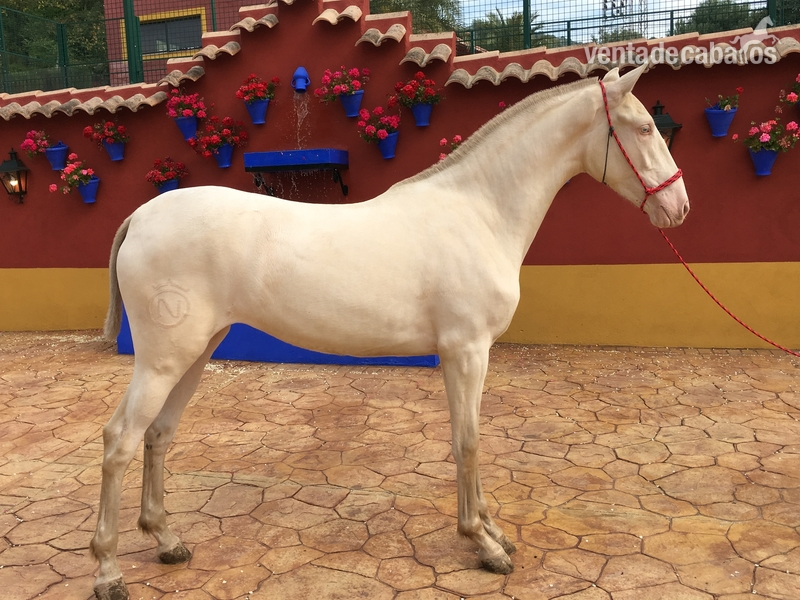 Lusitano {TYPE}