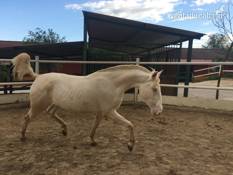 Potras Lusitano - Venta de 2 potras Luxitanas capa Albinas