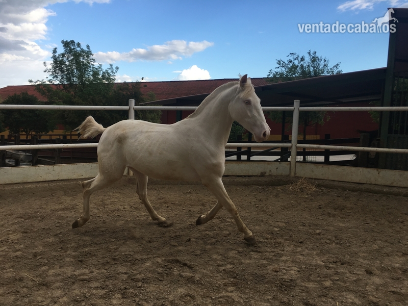 Venta de 2 potras Luxitanas capa Albinas - Potras Lusitano