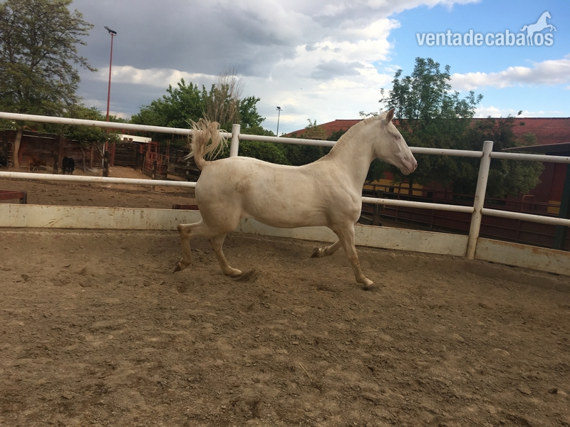 Venta de 2 potras Luxitanas capa Albinas - Lusitano