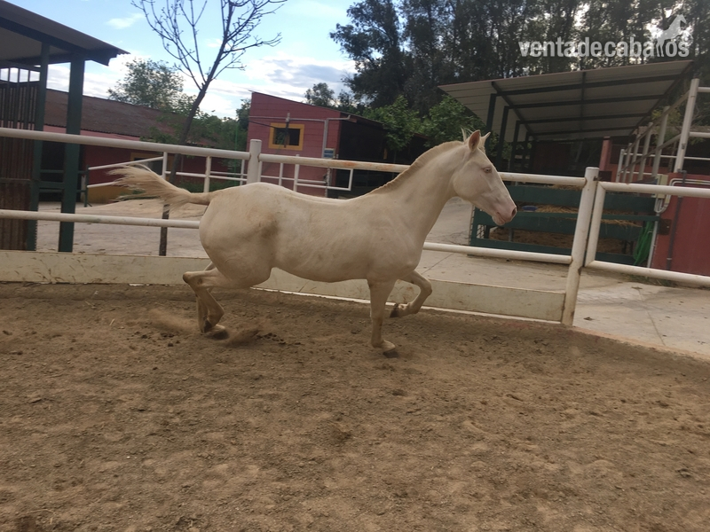 Venta de 2 potras Luxitanas capa Albinas - Potras