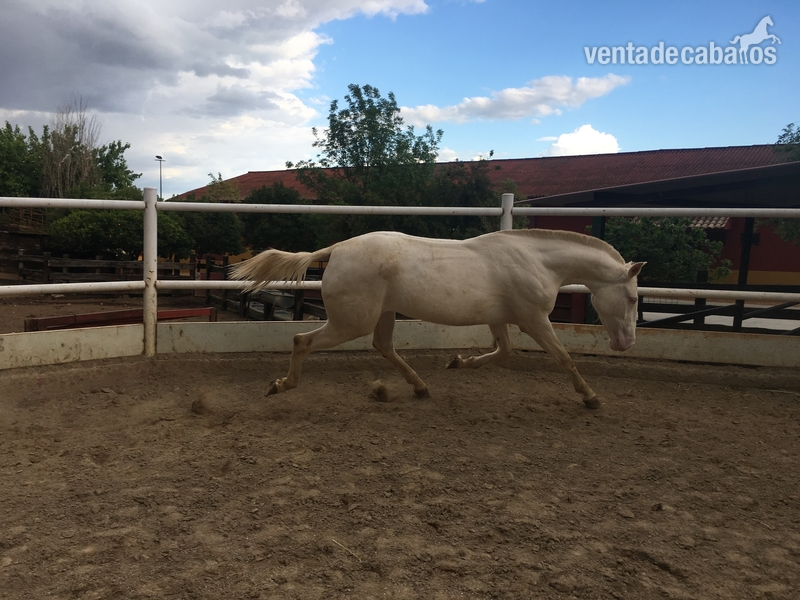 Venta de 2 potras Luxitanas capa Albinas