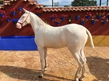 Venta de 2 potras Luxitanas capa Albinas