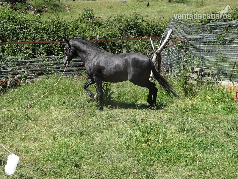 Caballos Pura Raza Española (P.R.E.) PRE - potro pre de tres años