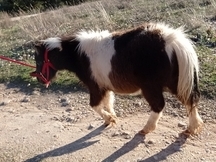 Vendo 3 ponis