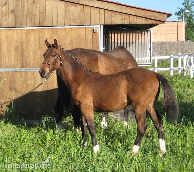 Caballo de Deporte Español (CDE)