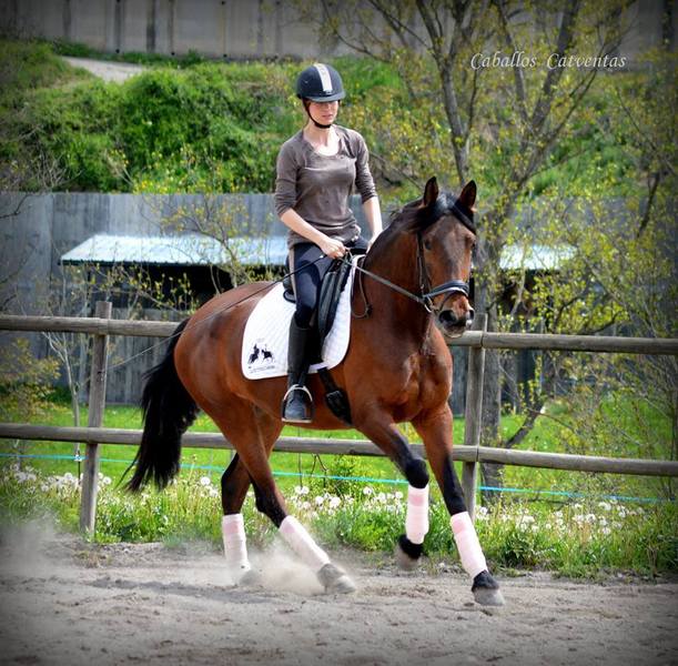 Preciosa yegua PRE en venta  - Caballos Pura Raza Española (P.R.E.) Pura Raza Española