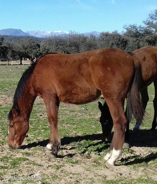 Potro PRE de 8 meses hijo de Trianero XVII in 