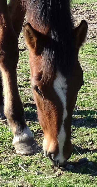 Caballos Pura Raza Española (P.R.E.) Pre  - Potro PRE de 8 meses hijo de Trianero XVII