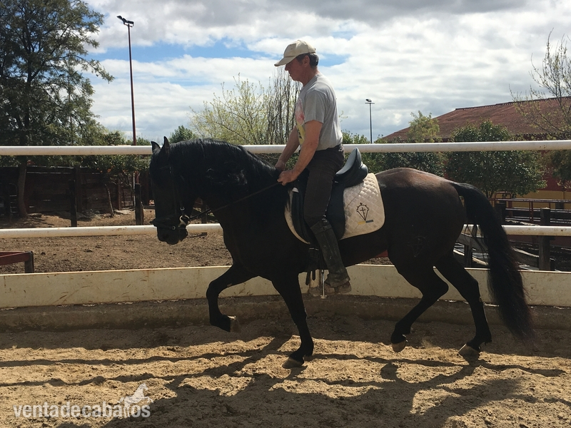 Se vende caballo hispano lusitano in 
