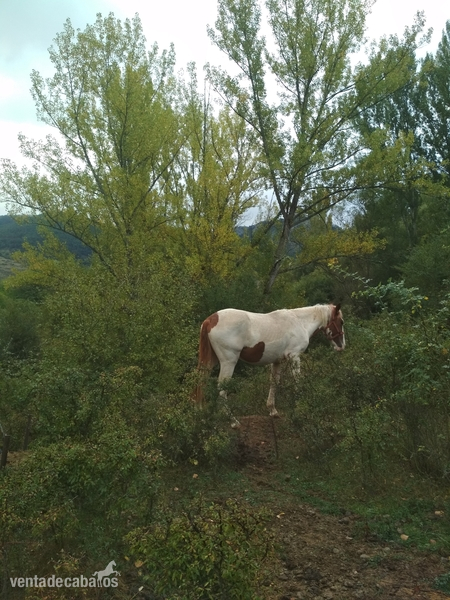 Venta potro Pío in 