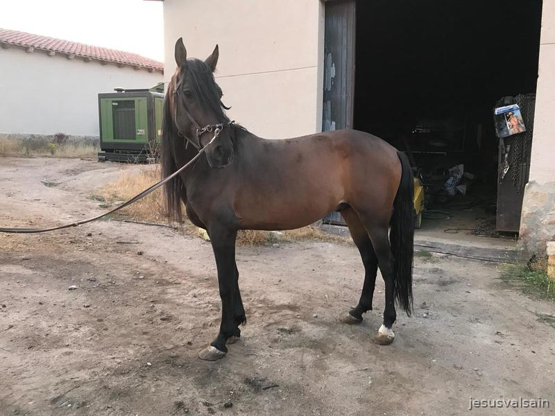  Caballo castaño capado