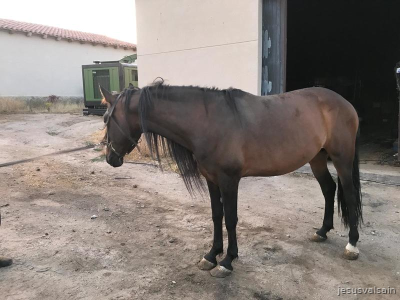 Caballo castaño capado - Caballos Pura Raza Española (P.R.E.) in 
