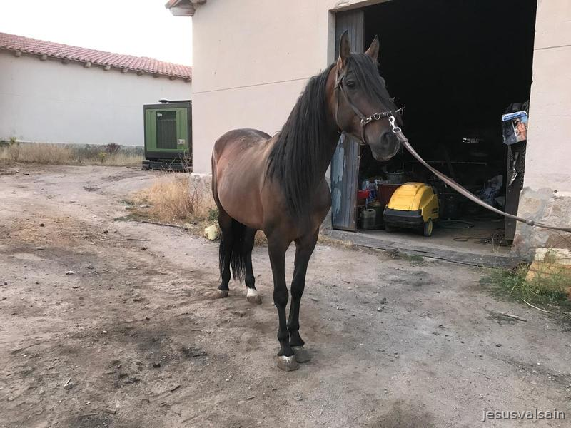 Caballo castaño capado - Caballos Pura Raza Española (P.R.E.)
