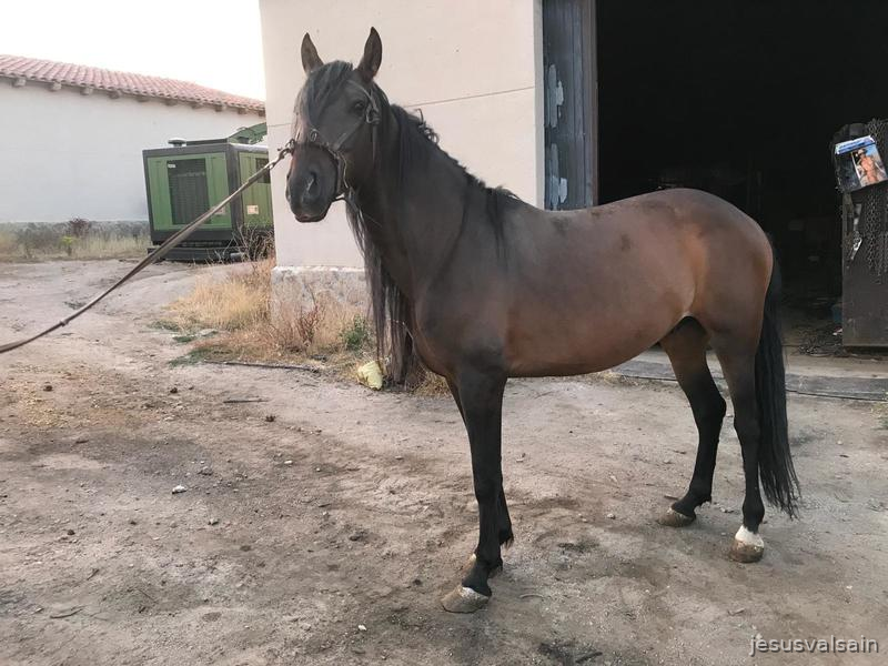 Caballos Pura Raza Española (P.R.E.) - Caballo castaño capado in 