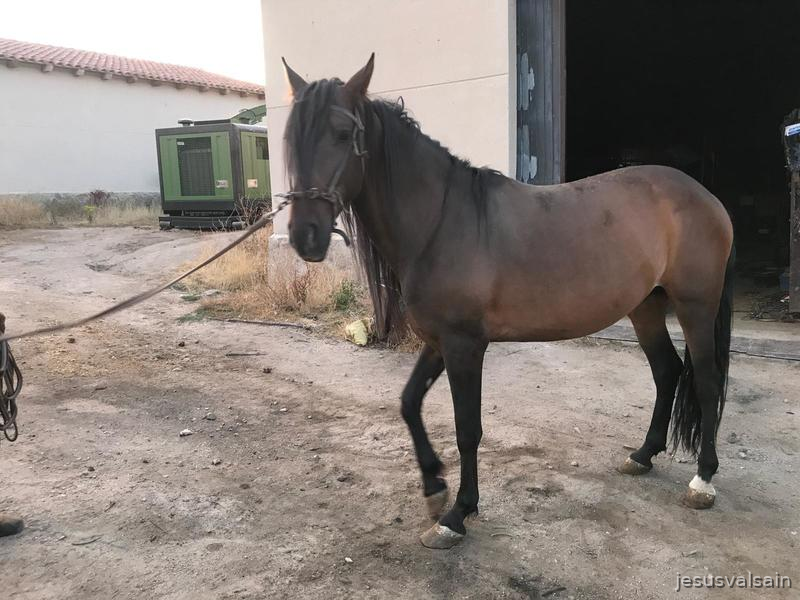 Caballos Pura Raza Española (P.R.E.) - Caballo castaño capado