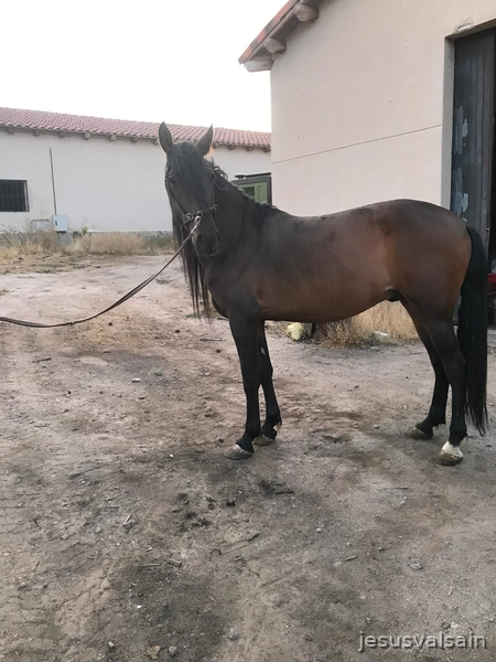 Pura Raza Española {TYPE}