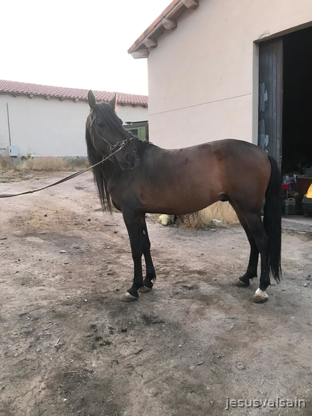 Caballos Pura Raza Española (P.R.E.) Pura Raza Española - Caballo castaño capado